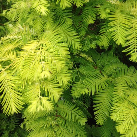 Metasequoia gliptostroboides "Golden Rush" - metasekvoja čínska